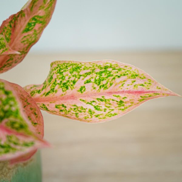 aglaonema-prestige (3) aglaonema-prestige
