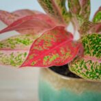 aglaonema-prestige