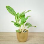 aglaonema-royal-diamond