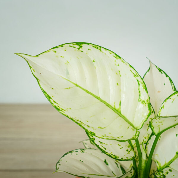 aglaonema-white-joy (2) aglaonema-white-joy