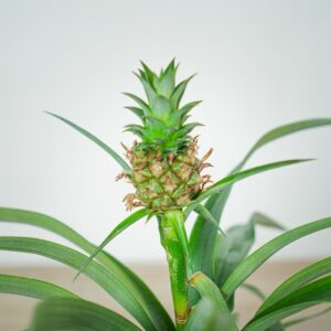 ananas-mi-amigo