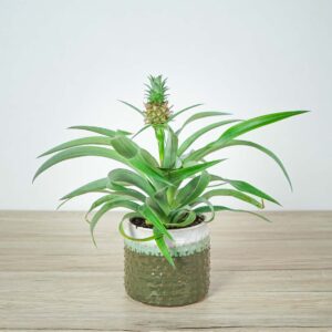 ananas-mi-amigo
