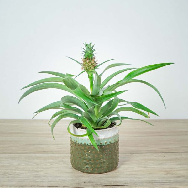 ananas-mi-amigo ananas-mi-amigo