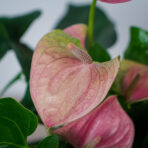 anthurium-pink