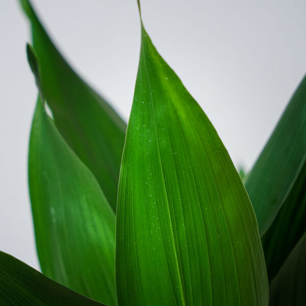 aspidistra-wyniosla-aspidistra-elatior (4) aspidistra-wyniosla-elatior