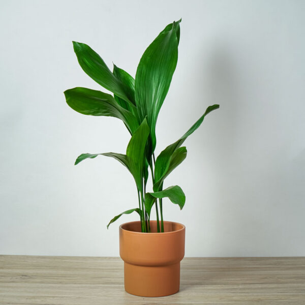 aspidistra-wyniosla-elatior