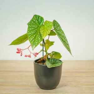 begonia-albopicta
