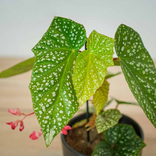 begonia-albopicta (2) begonia-albopicta