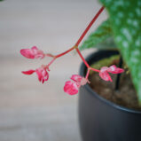 begonia-albopicta