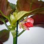 begonia-corallina