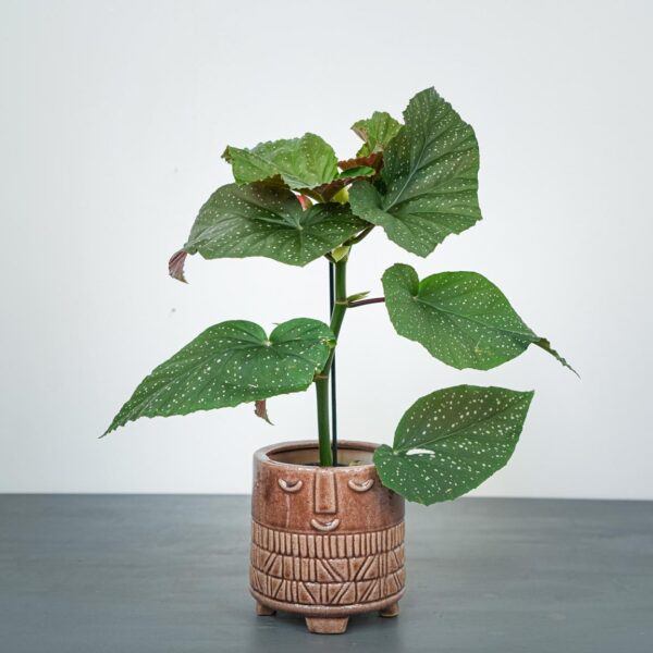 begonia-corallina