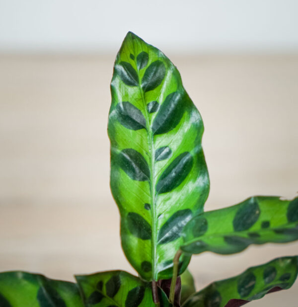 calathea-lancifolia (2) calathea-lancifolia-baby