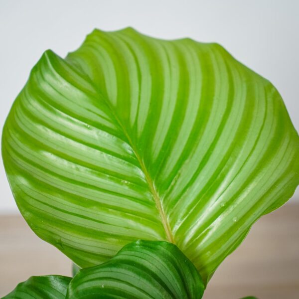 calathea-orbifolia (2) calathea-orbifolia