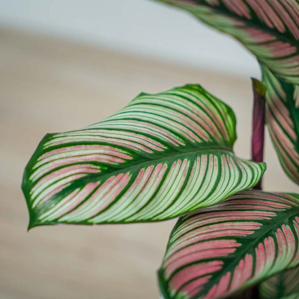 calathea-white-star (2) calathea-white-star