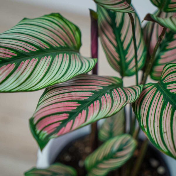 calathea-white-star (3) calathea-white-star
