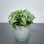 dracena-fragrans-kanzi-dracaena