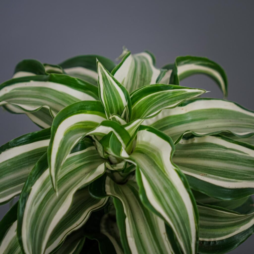 dracena-fragrans-kanzi-dracaena