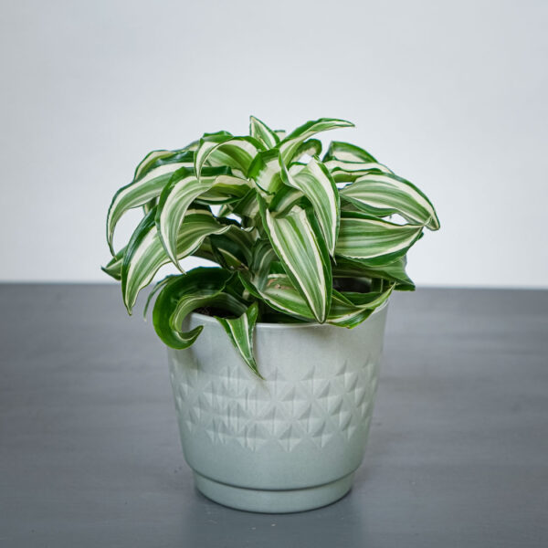dracena-fragrans-kanzi-dracaena dracena-fragrans-kanzi-dracaena