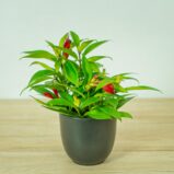 eszynantus-wspanialy-carina-aeschynanthus-speciosus