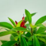 eszynantus-wspanialy-carina-aeschynanthus-speciosus