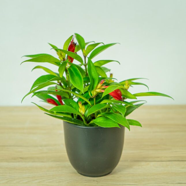 eszynantus-wspanialy-carina-aeschynanthus-speciosus