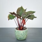 homalomena-rubescens-flaming-red