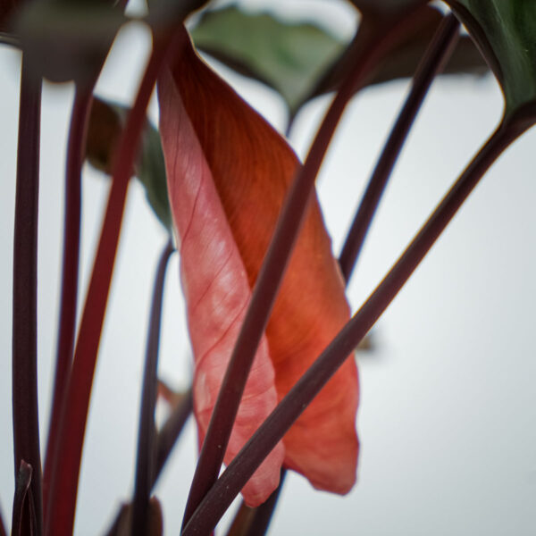 homalomena-rubescens-flaming-red (2) homalomena-rubescens-flaming-red