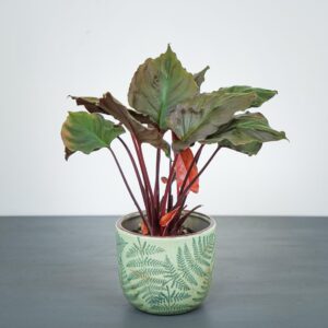 homalomena-rubescens-flaming-red