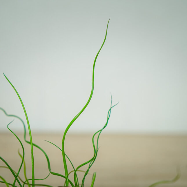juncus-effusus-spiralis-baby-trawa-ozdobna (3) juncus-effusus-spiralis-baby-trawa-ozdobna