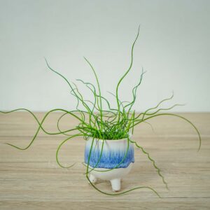 juncus-effusus-spiralis-baby-trawa-ozdobna