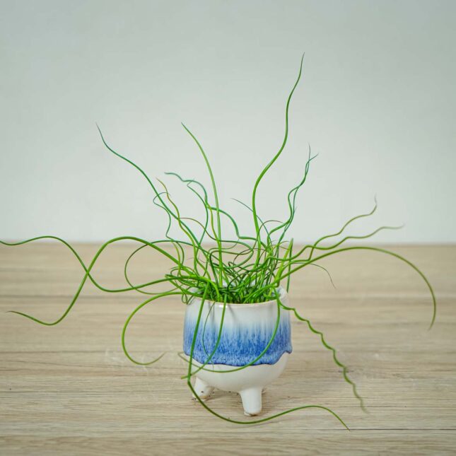 juncus-effusus-spiralis-baby-trawa-ozdobna