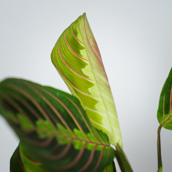 maranta-leuconeura-fascinator-tricolor (2) maranta-leuconeura-fascinator-tricolor
