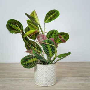 Maranta leuconeura fascinator tricolor