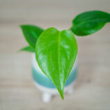 monstera-deliciosa-baby