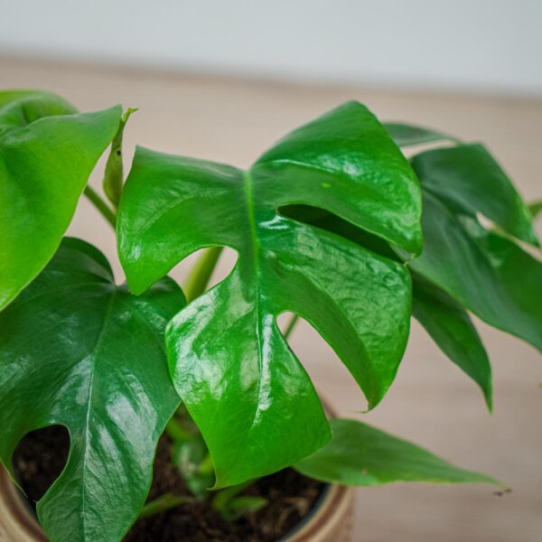 monstera-minima-rhaphidophora-tetrasperma (2) monstera-minima-rhaphidophora-tetrasperma