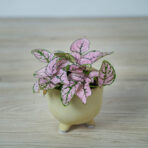 niedospian-baby-hypoestes