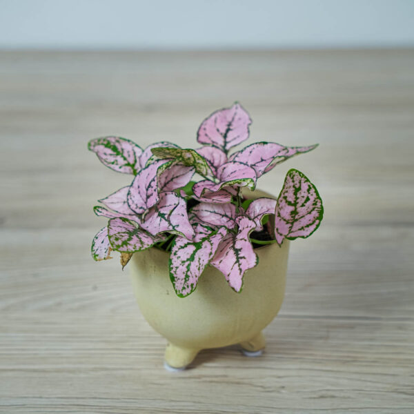 niedospian-baby-hypoestes (2) niedospian-baby-hypoestes