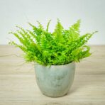 paproc-boston-blue-bell-nephrolepis-exaltata