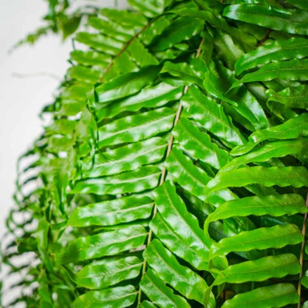 paproc-ogromna-nephrolepis-biserrata-macho (2) paproc-ogromna-nephrolepis-biserrata-macho