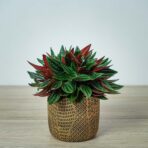peperomia-rosso