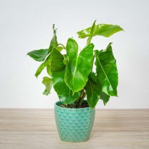 philodendron-burle-marx