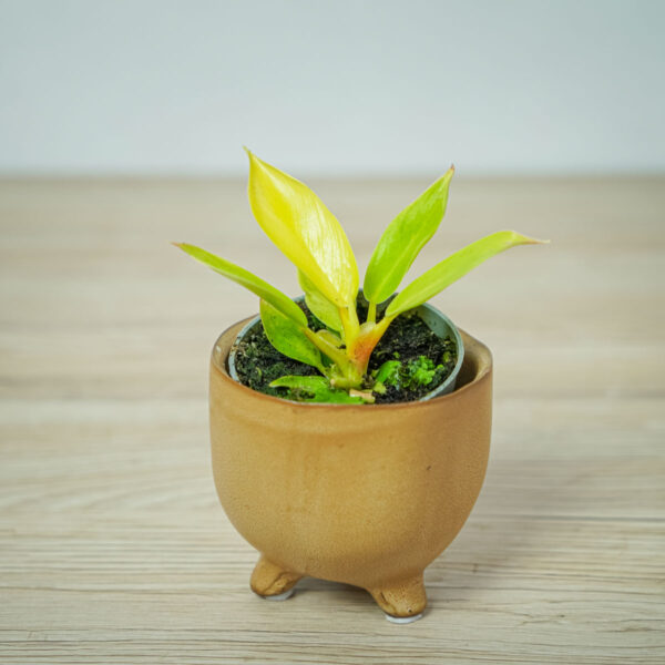 philodendron-moonlight-baby philodendron-moonlight-baby