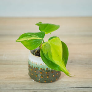 philodendron-scandens-brasil-baby