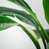 skrzydlokwiat-sensation-spathiphyllum