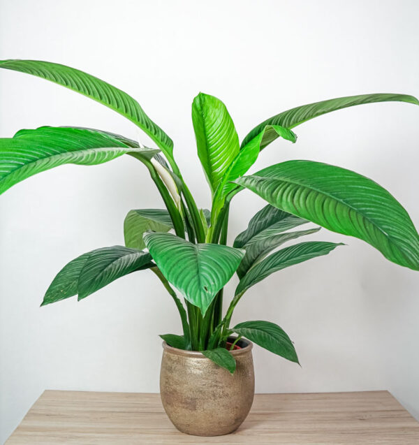 skrzydlokwiat-sensation-spathiphyllum skrzydlokwiat-sensation-spathiphyllum