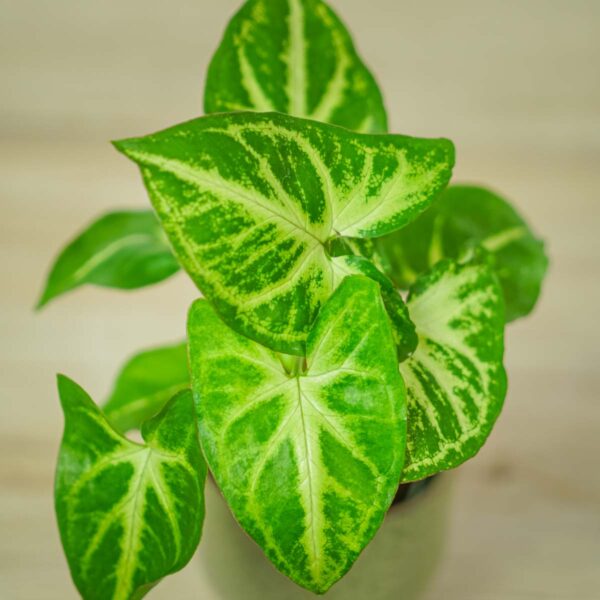 syngonium-arrow-baby (2) syngonium-arrow-baby