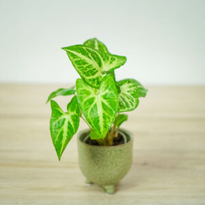 syngonium-arrow-baby