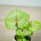 syngonium-roxsanne-baby
