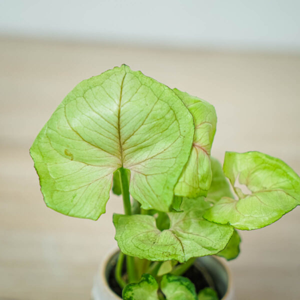 syngonium-roxsanne-baby (2) syngonium-roxsanne-baby