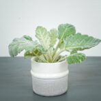 szalwia-srebrzysta-salvia-argentea-silver